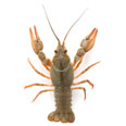 Rivierkreeft Rivierkreeft