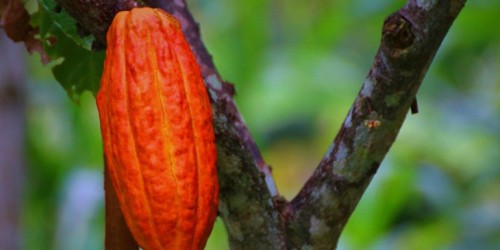 Nieuwste (w)etenswaardigheid: Waar cacao een spiegel wordt