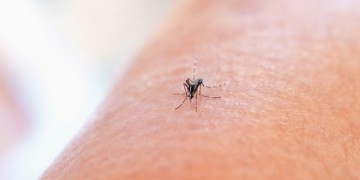 Lees het nieuwsbericht: Muggen en insectenbeten in het najaar