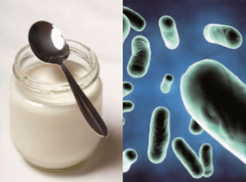 Melkzuurbacteriën Melkzuurbacteriën