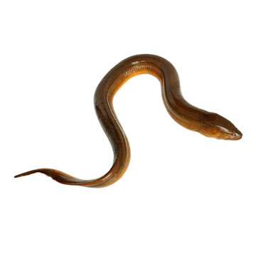 Aal