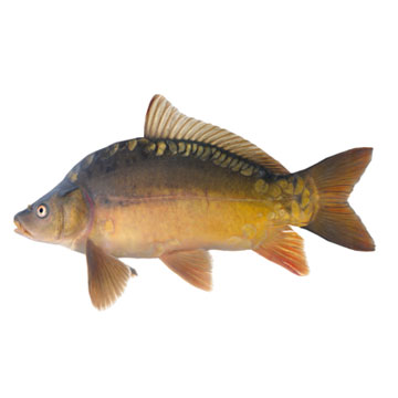 Karper