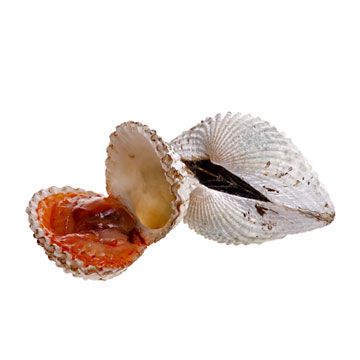 Kokkel