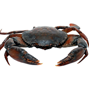 Krab