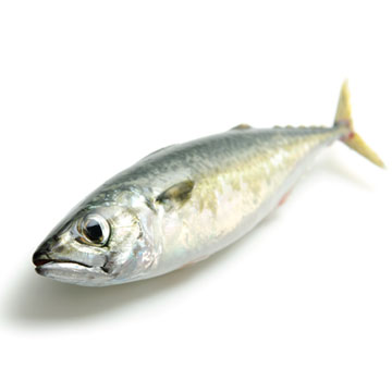 Makreel, rauw