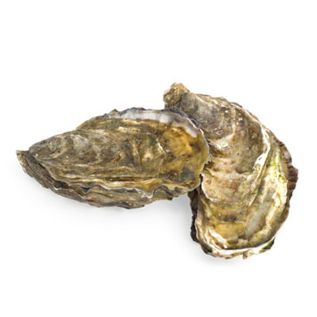 Oesters