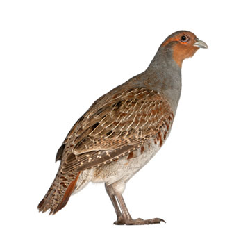 Patrijs
