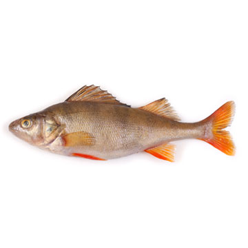 Rivierbaars