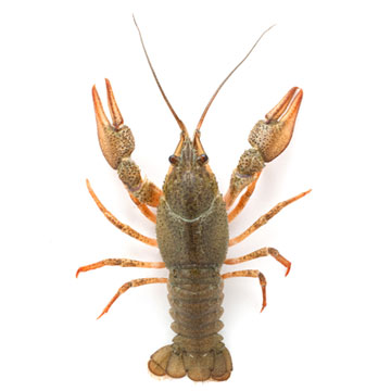 Rivierkreeft