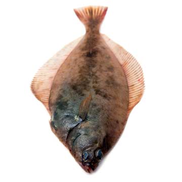 Schar, onbereid