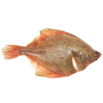 Schol, onbereid