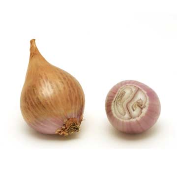 Sjalotten