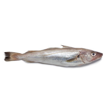 Wijting
